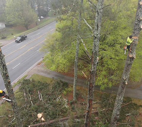 Gonzalez Tree Experts Image